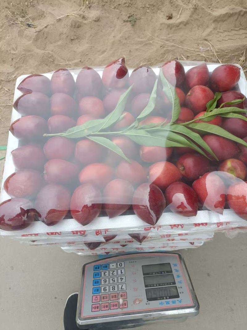 新品上市新鲜油桃中油4号现摘现发价格便宜一件代发