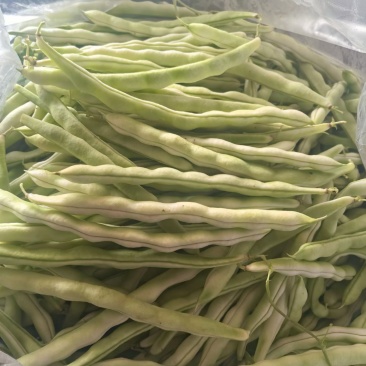 平度芸豆大量上市