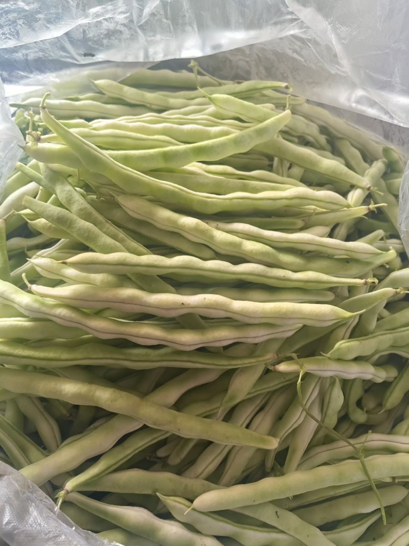 平度芸豆大量上市