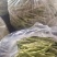 平度芸豆大量上市