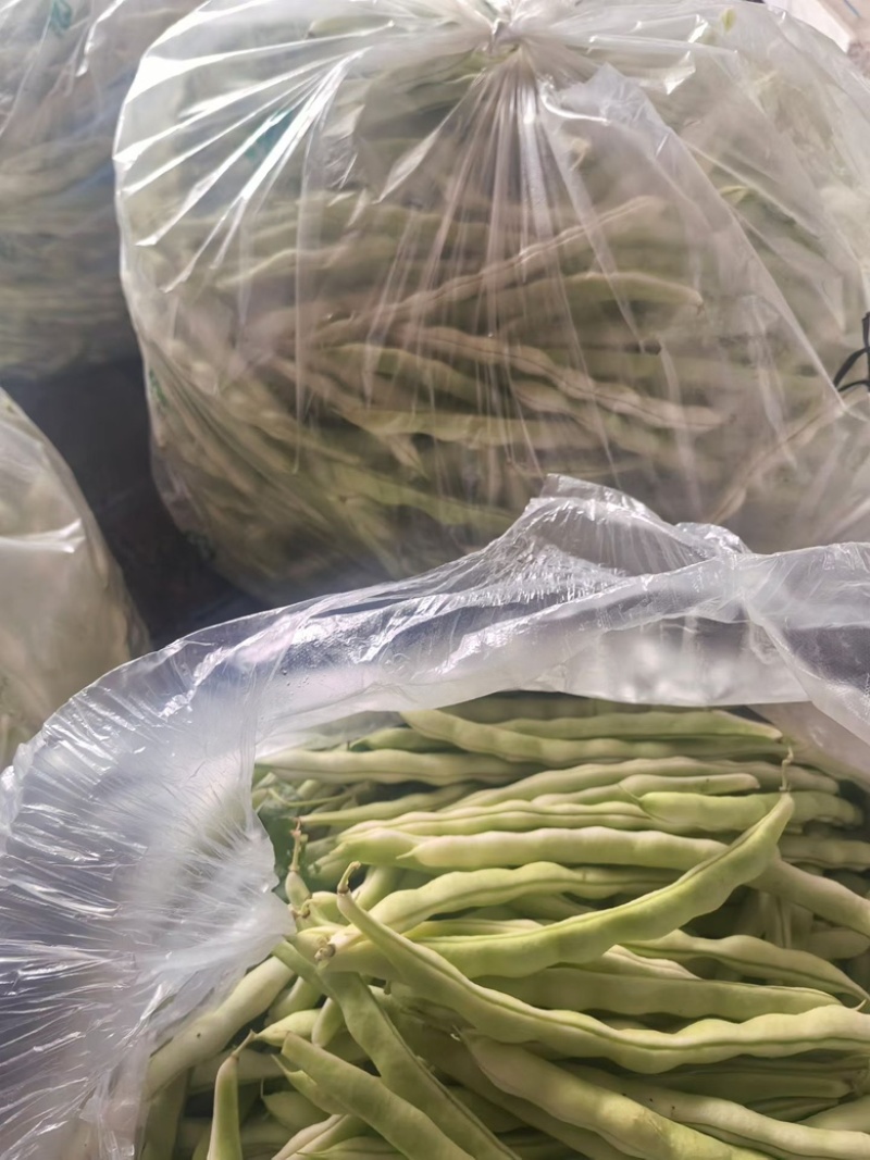 平度芸豆大量上市
