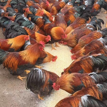 清远麻阉