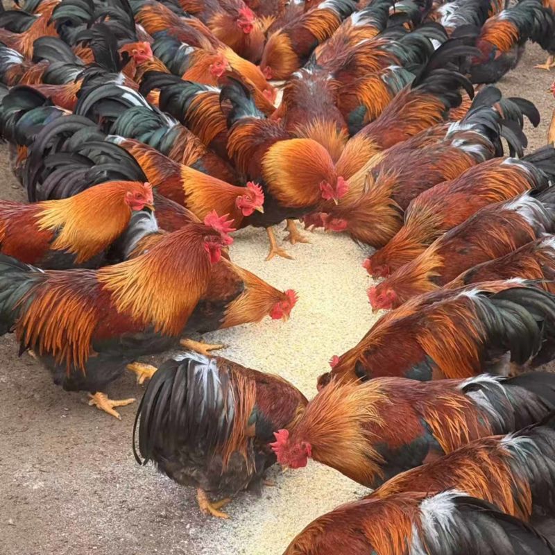 清远麻阉
