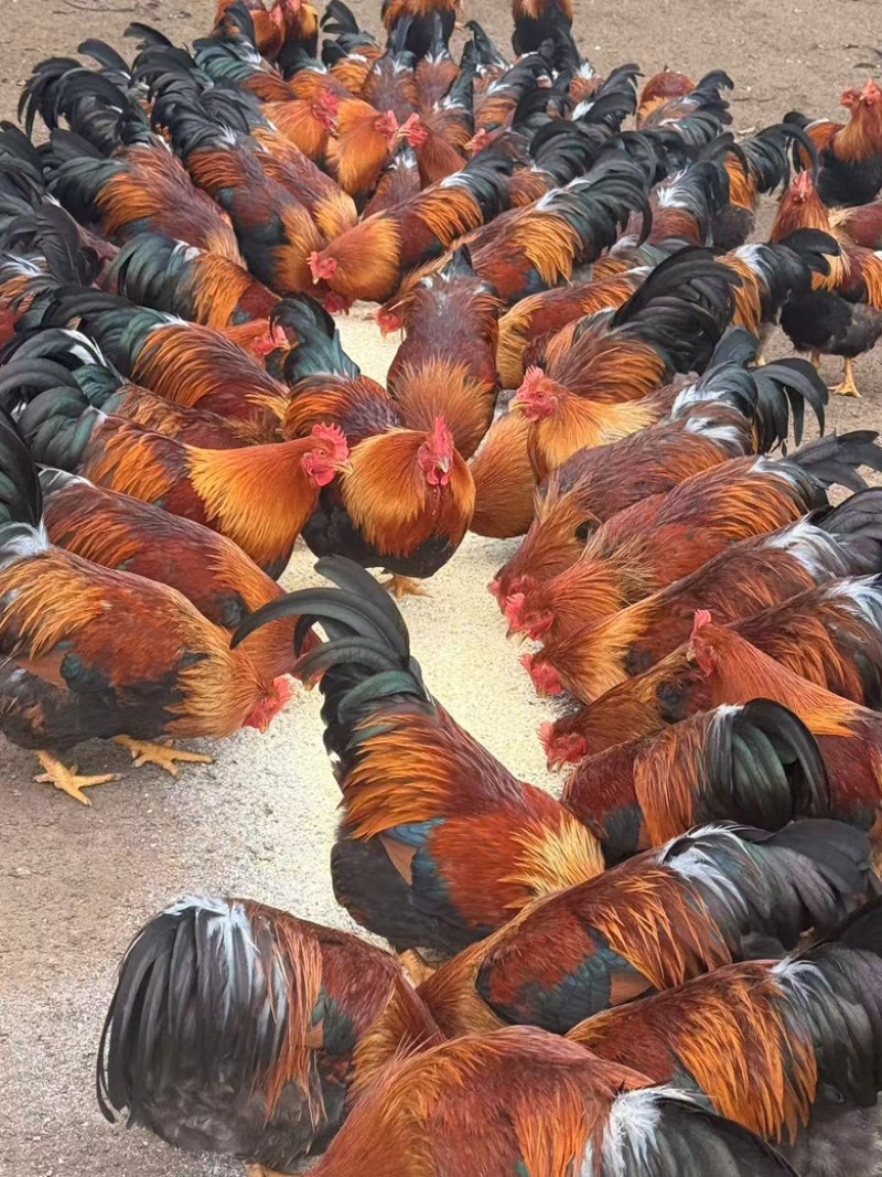 清远麻阉
