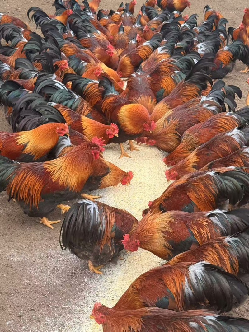 清远麻阉