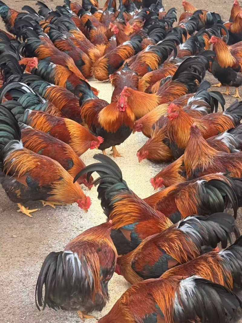 清远麻阉