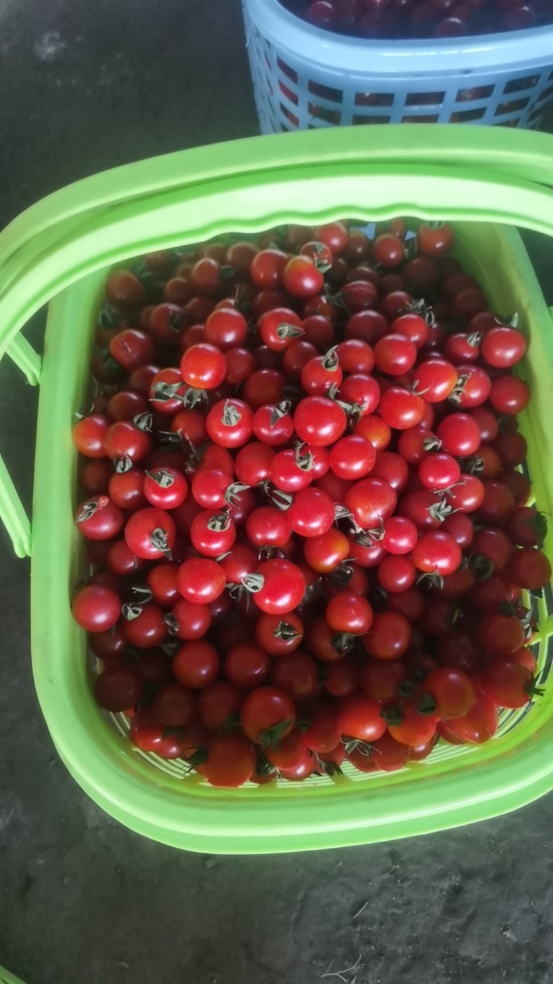 小番茄