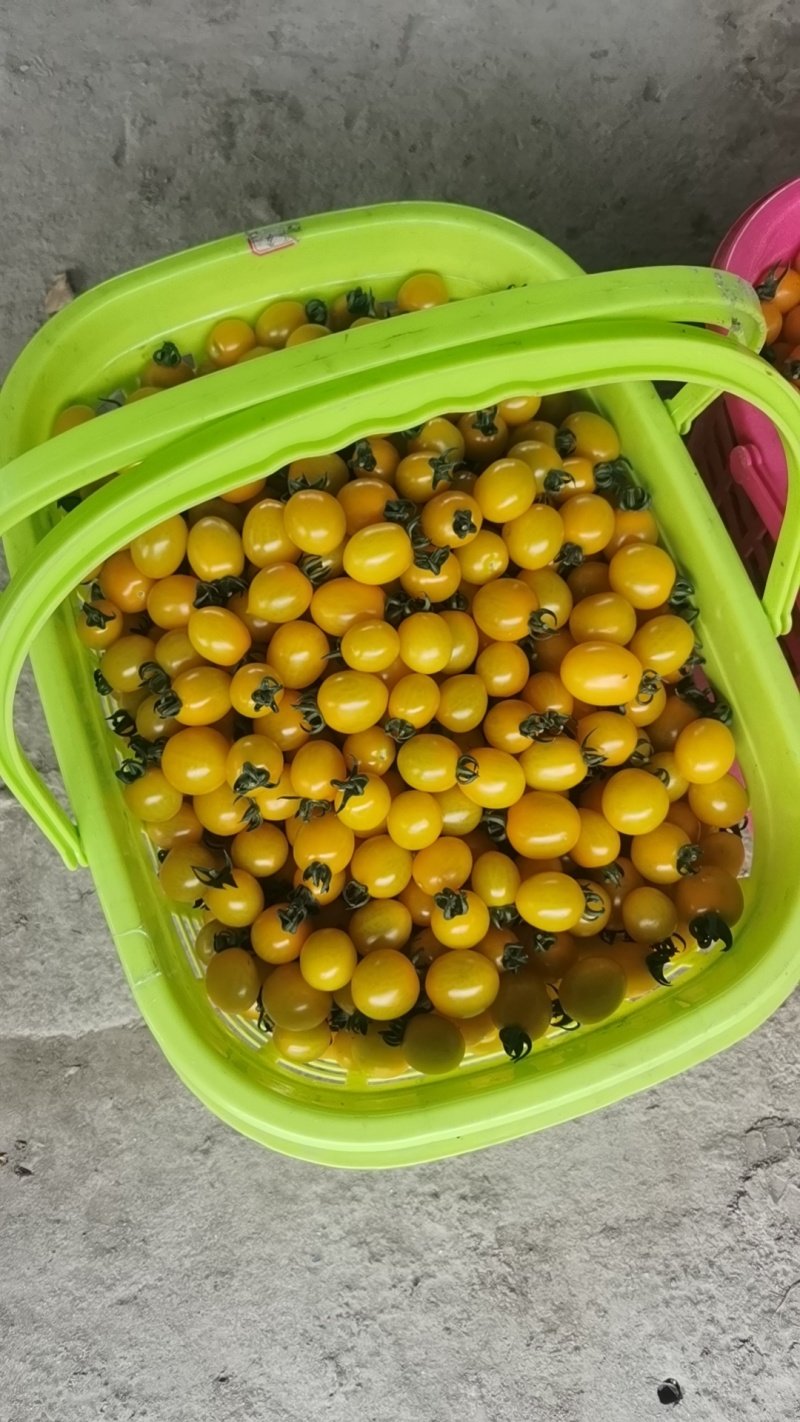 小番茄