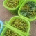 小番茄