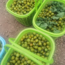 小番茄