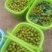 小番茄