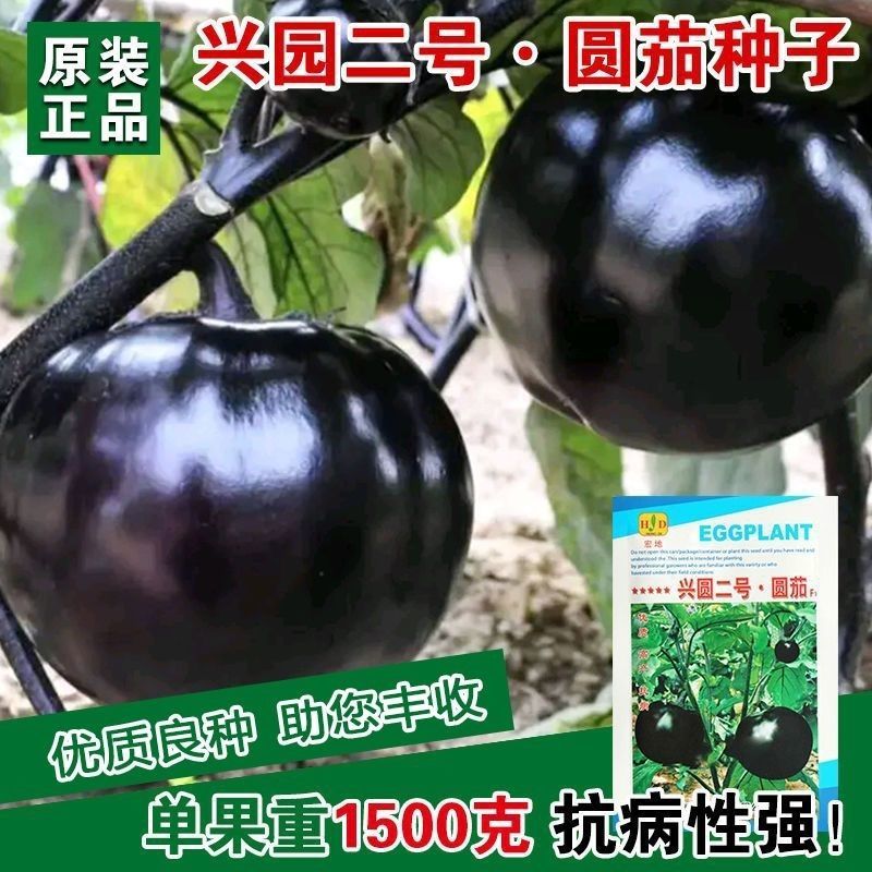 大果黑圆茄种子肉厚白色细嫩皮光滑高产大田播种圆茄种子耐运
