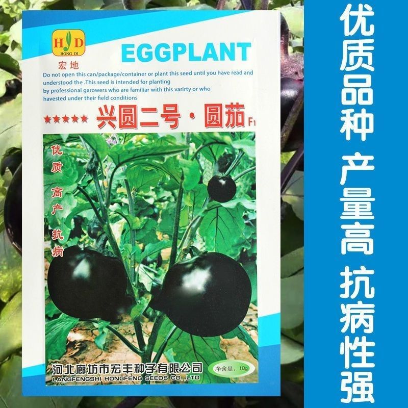 大果黑圆茄种子肉厚白色细嫩皮光滑高产大田播种圆茄种子耐运