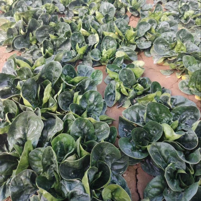 精品趴地菠菜全国发货量大价优欢迎随时联系
