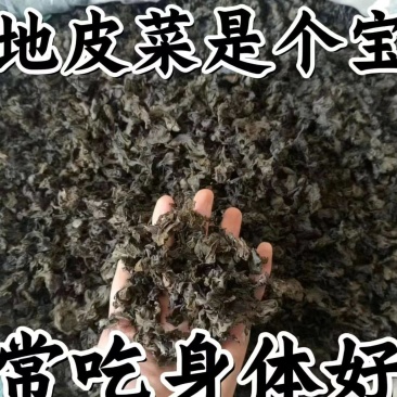 免洗地皮菜/甘肃野菜/干货地软干地达菜/价格便宜