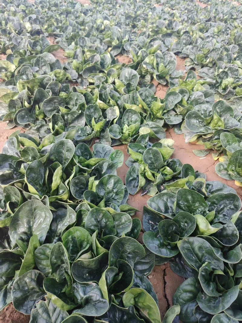 精品趴地菠菜全国发货量大价优欢迎随时联系