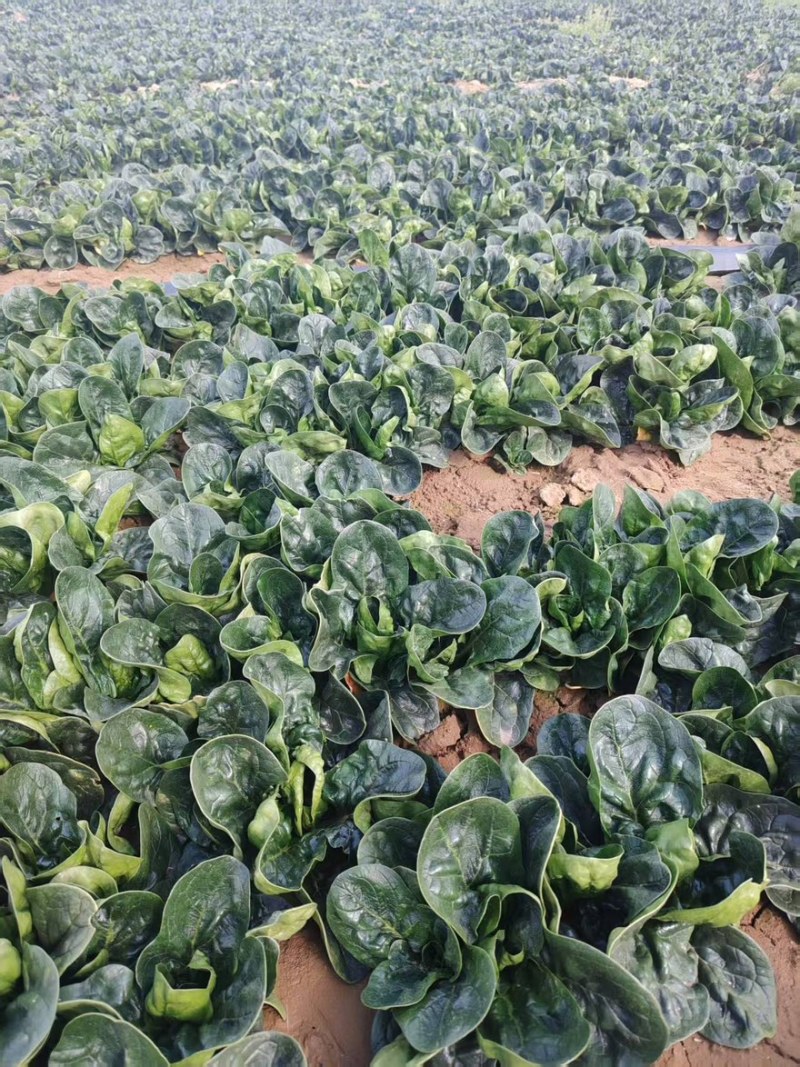 精品趴地菠菜全国发货量大价优欢迎随时联系
