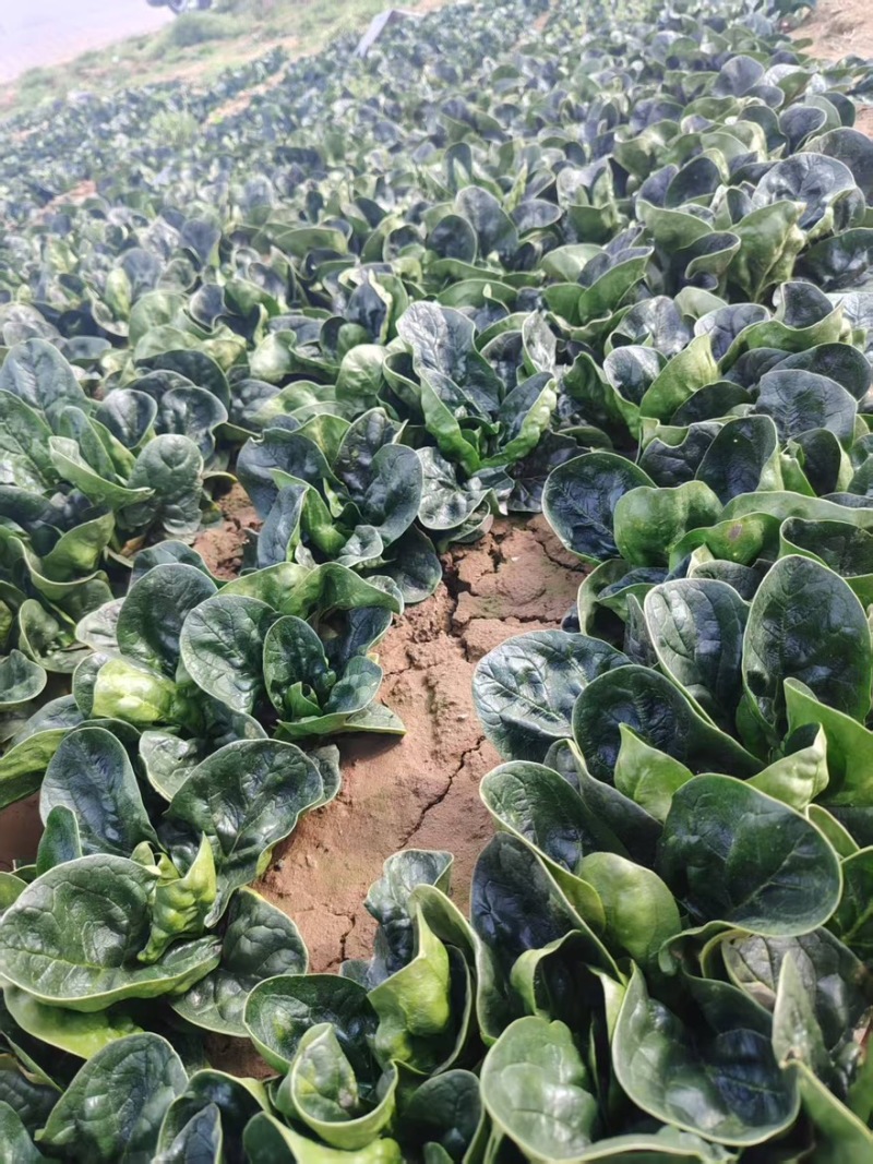 精品趴地菠菜全国发货量大价优欢迎随时联系