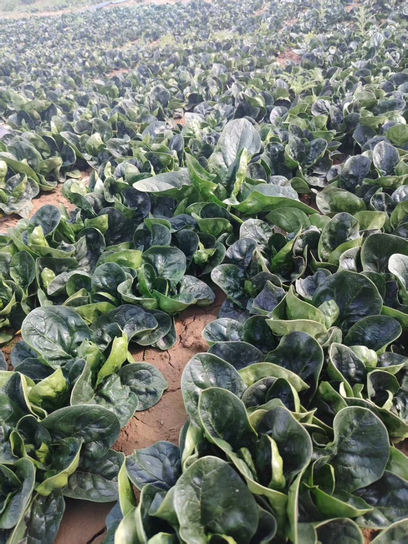 精品趴地菠菜全国发货量大价优欢迎随时联系