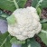 花椰菜花菜白花菜现摘新鲜菜花蔬菜应季