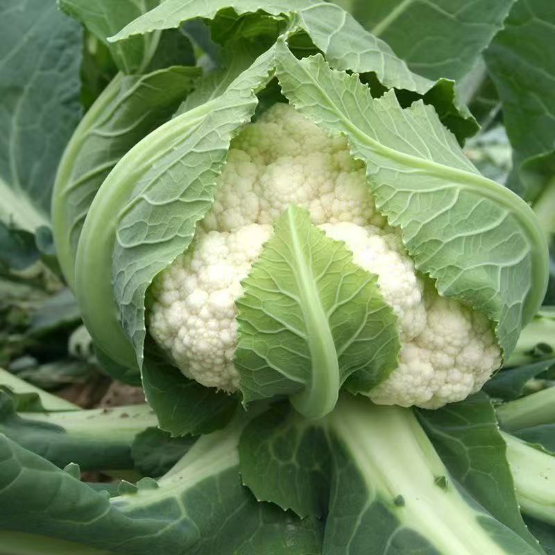 花椰菜花菜白花菜现摘新鲜菜花蔬菜应季