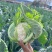 花椰菜花菜白花菜现摘新鲜菜花蔬菜应季