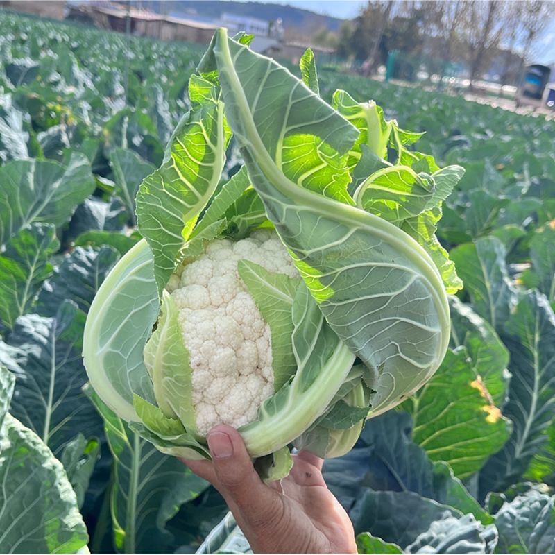 花椰菜花菜白花菜现摘新鲜菜花蔬菜应季