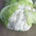 花椰菜花菜白花菜现摘新鲜菜花蔬菜应季