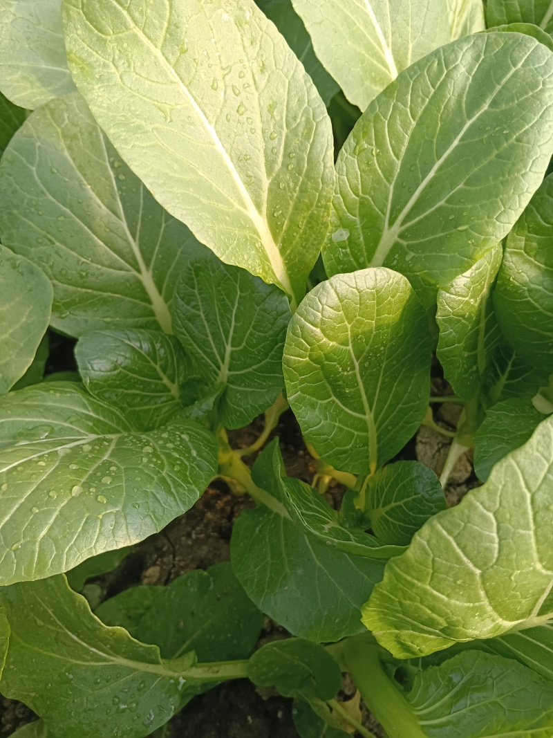 长年种植广东菜心，自产自销，欢迎新老朋友的到来
