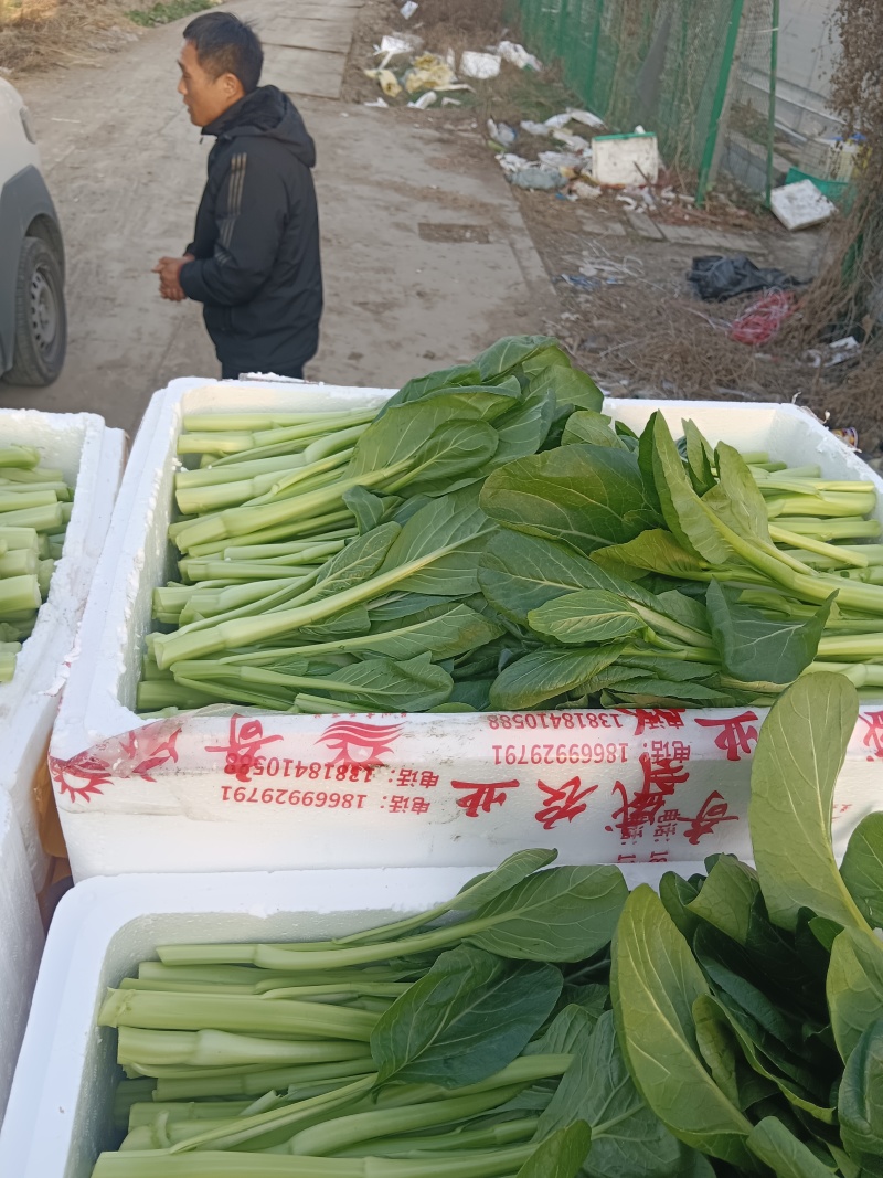 长年种植广东菜心，自产自销，欢迎新老朋友的到来