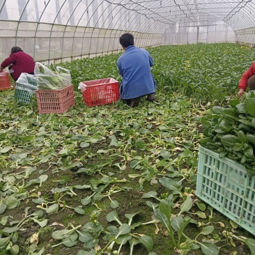 长年种植广东菜心，自产自销，欢迎新老朋友的到来