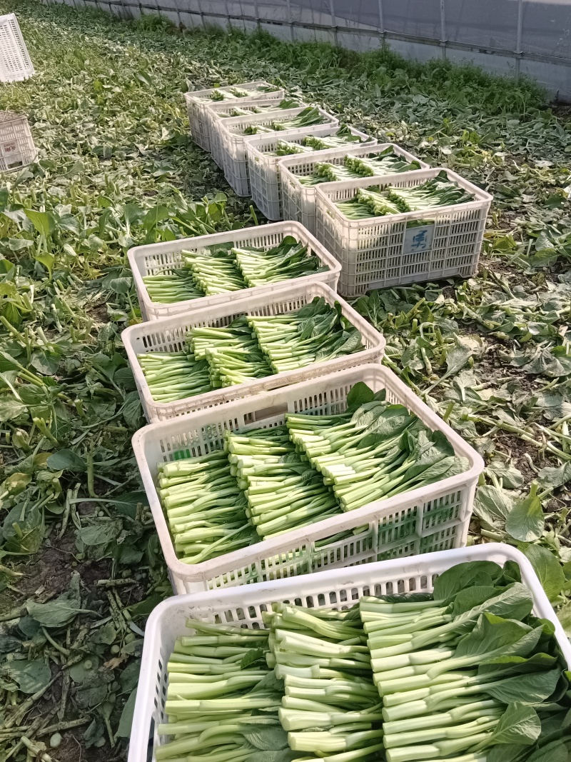 长年种植广东菜心，自产自销，欢迎新老朋友的到来