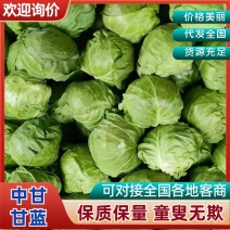 萱甘蓝圆包菜山东聊城冷棚绿甘蓝，圆包菜对接全国
