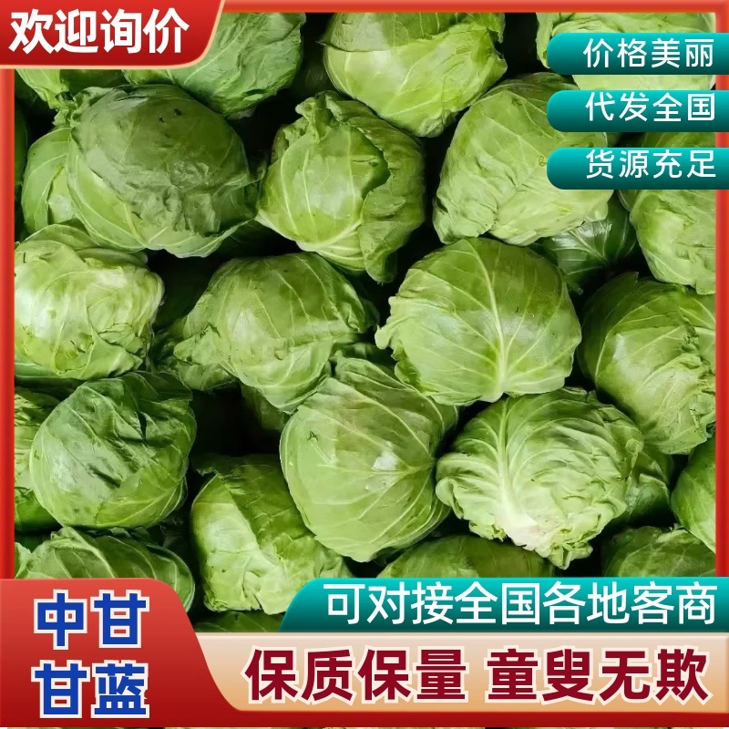 萱甘蓝圆包菜山东聊城冷棚绿甘蓝，圆包菜对接全国
