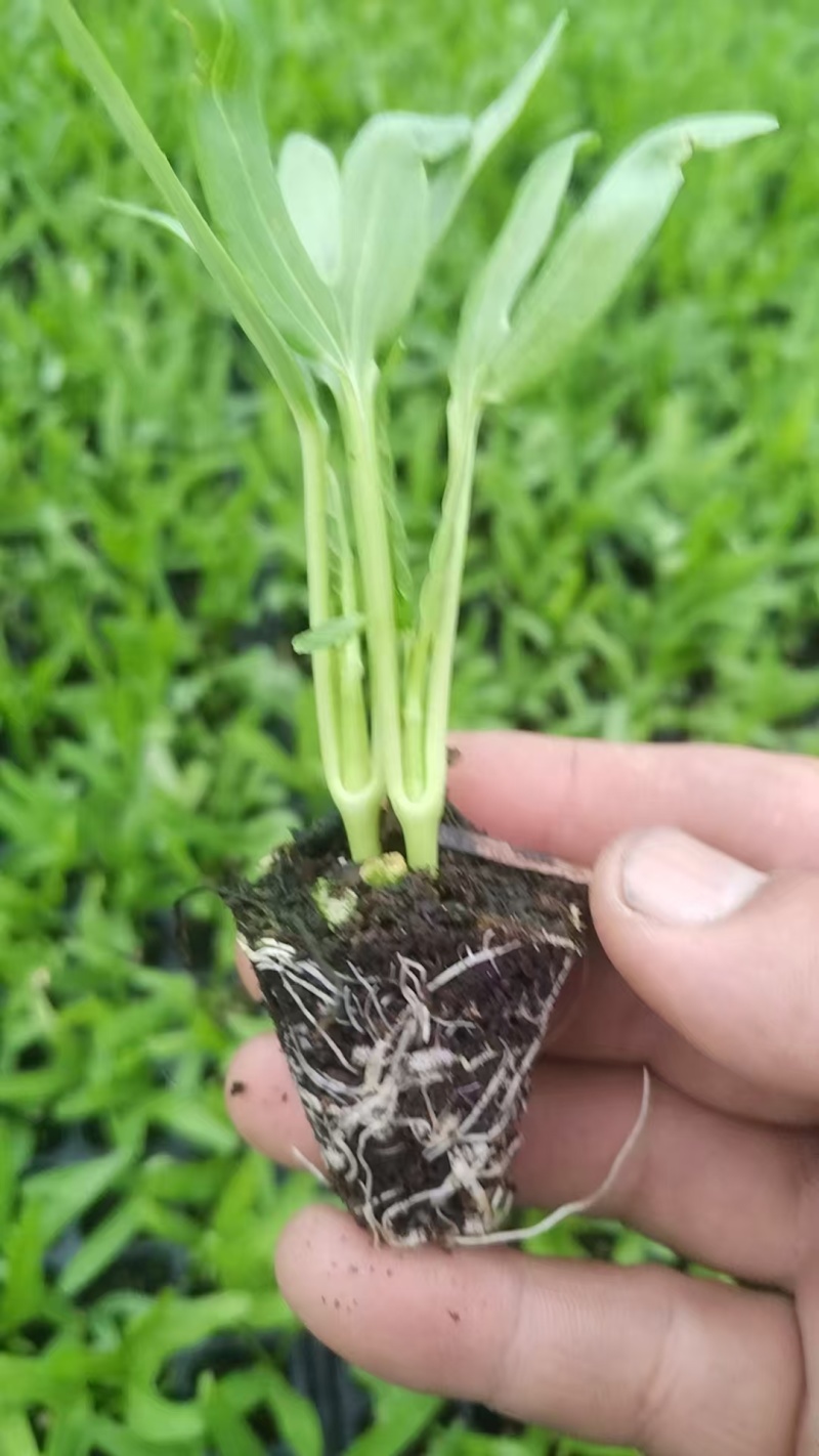 空心菜秧苗