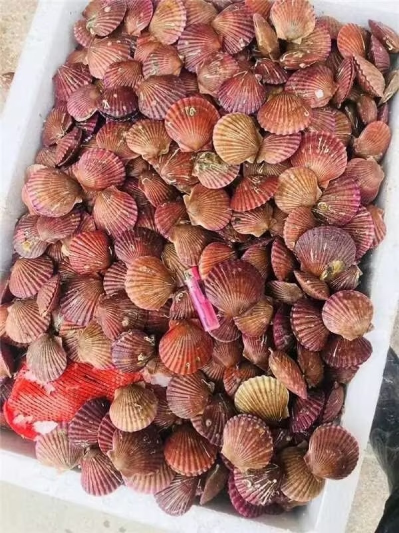 小红贝鲜活港湾贝，小红贝肉质肥美，价格便宜，可以全国发货