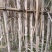 青皮甘蔗产地直供大量现货脆甜多汁糖度高全国发货