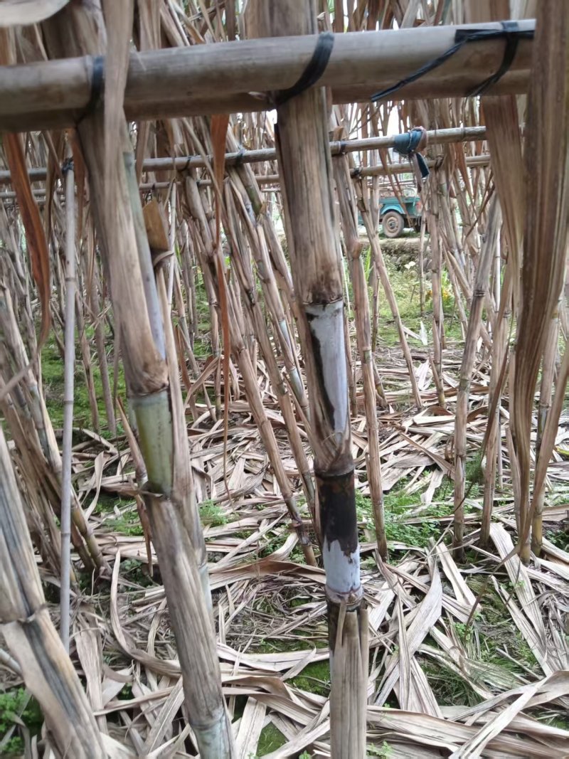 青皮甘蔗产地直供大量现货脆甜多汁糖度高全国发货