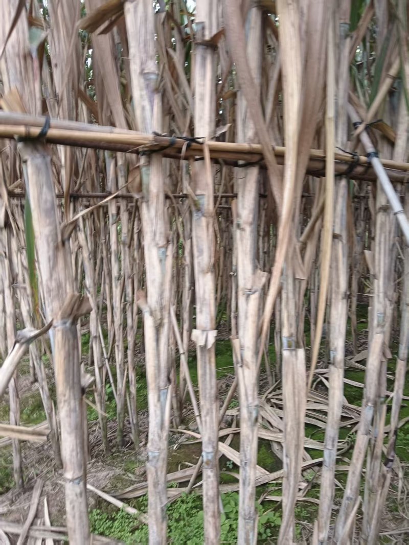 青皮甘蔗产地直供大量现货脆甜多汁糖度高全国发货