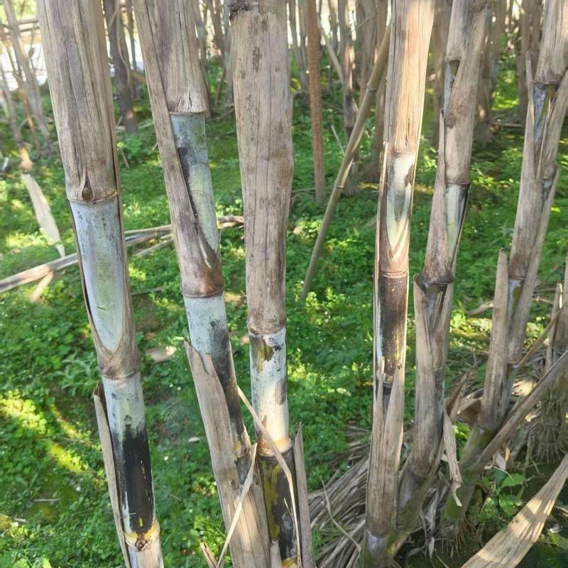 青皮甘蔗产地直供大量现货脆甜多汁糖度高全国发货