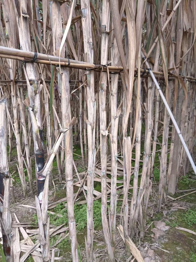 青皮甘蔗产地直供大量现货脆甜多汁全国发货