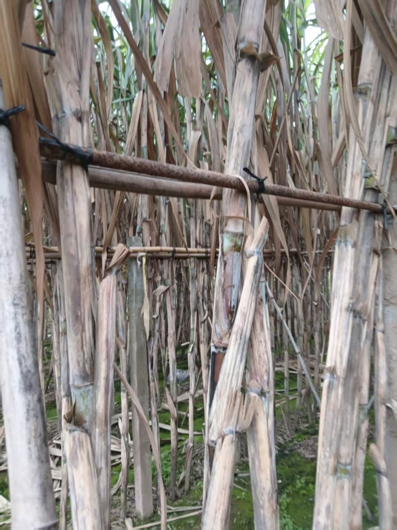 夹江县甘蔗大量有货基地直供品质优可视频看货欢迎咨询来电