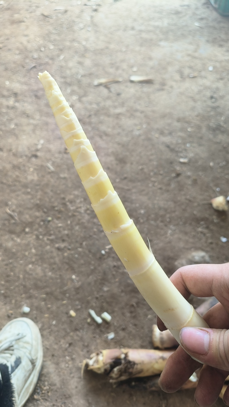 临安精品鲜笋