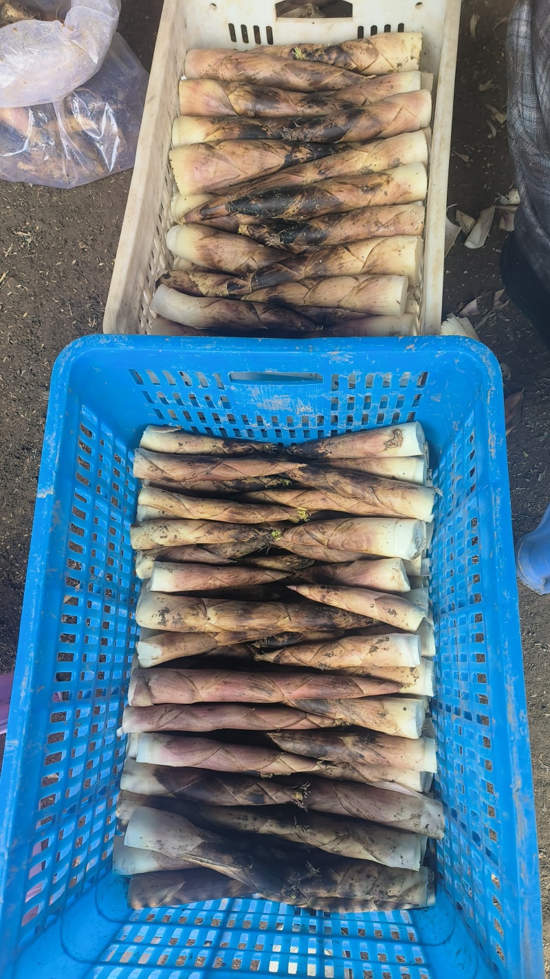 临安精品鲜笋