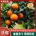 【精品】重庆万州精品沃柑产地直销品质好价格合适接各大渠道