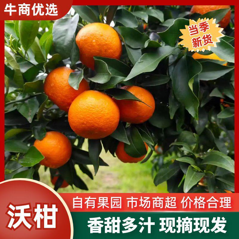 【精品】重庆万州精品沃柑产地直销品质好价格合适接各大渠道
