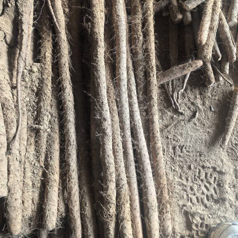 精品掐尖通货