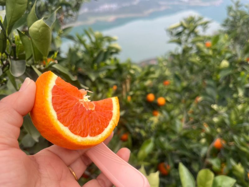 秭归红橙