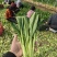 广东菜心甜菜心菜心