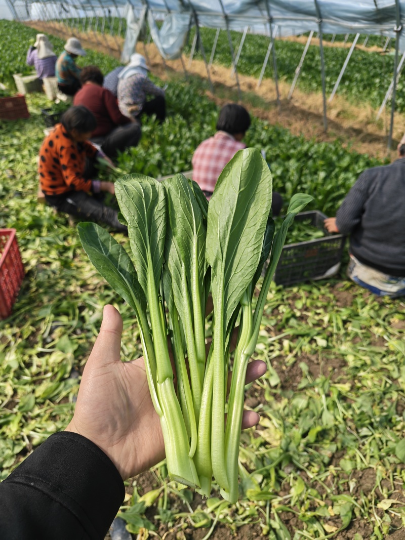 广东菜心甜菜心菜心